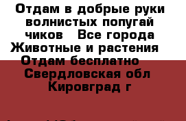 Отдам в добрые руки волнистых попугай.чиков - Все города Животные и растения » Отдам бесплатно   . Свердловская обл.,Кировград г.